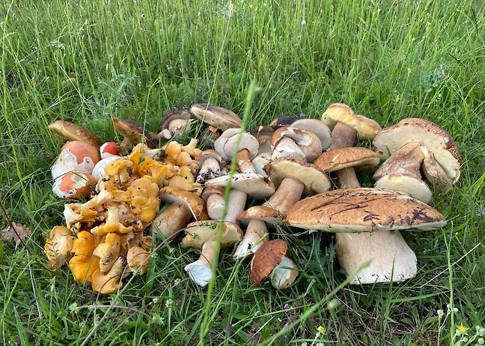 Apartment Mansard Underneath The Stars